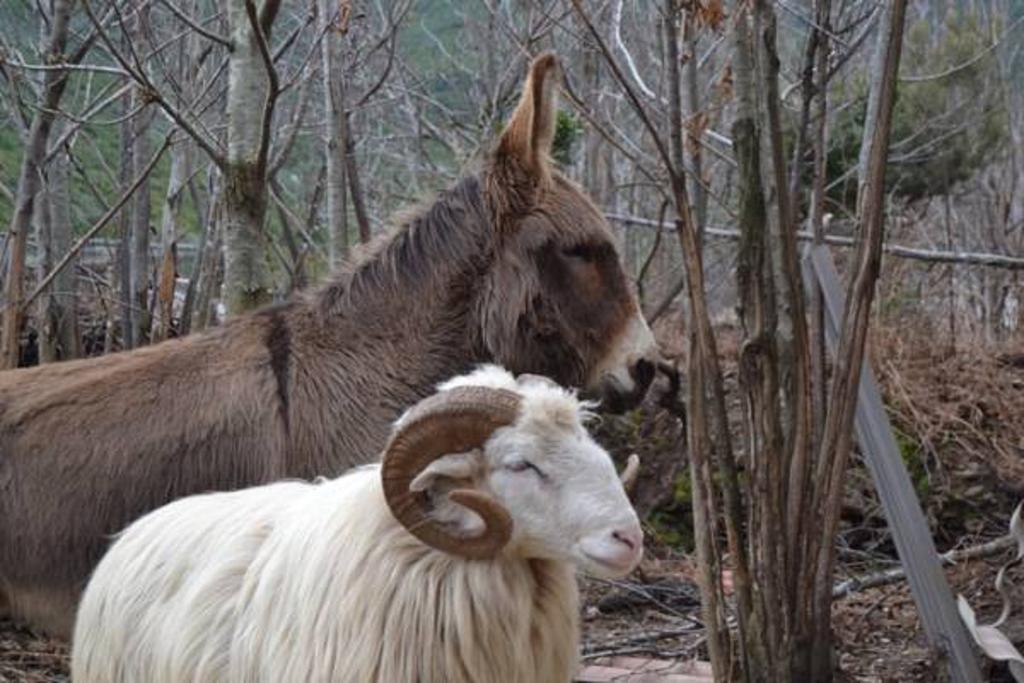 Ferme U San Martinu Bed and Breakfast Sisco Buitenkant foto